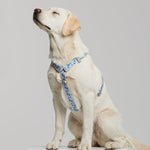 Trove Dog Harness in a graphic pattern worn on a yellow labrador