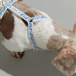 Trove Dog Harness in blue modelled on a dog