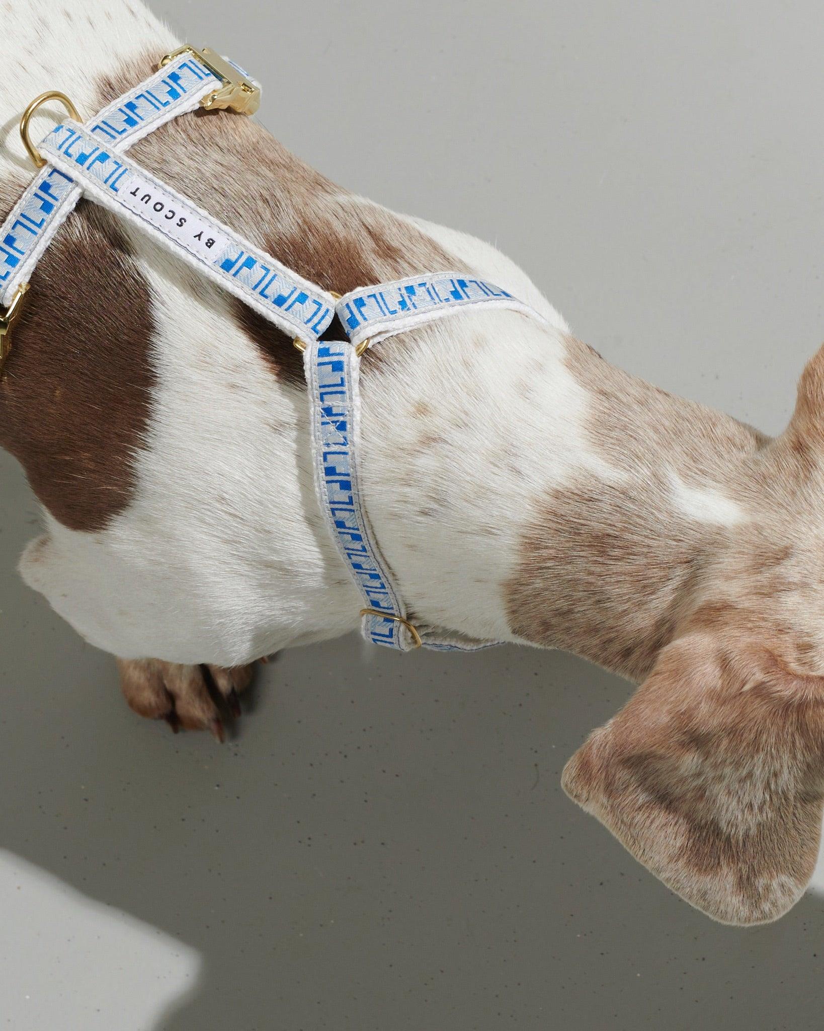 Trove Dog Harness in blue modelled on a dog