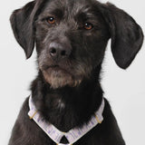 Front of Trove Dog harness in lilac and pink, worn on a dog