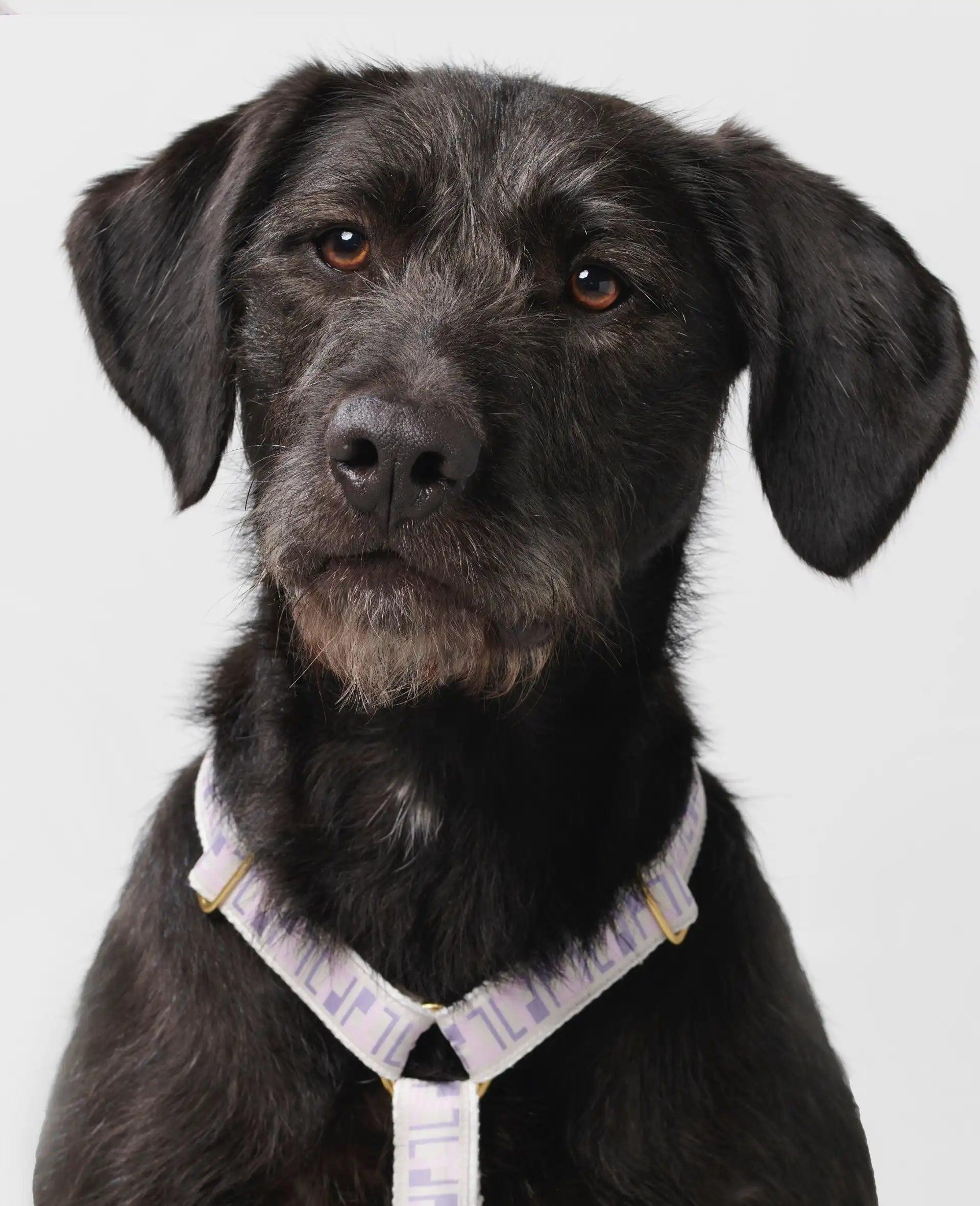 Front of Trove Dog harness in lilac and pink, worn on a dog