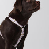 Trove Dog Harness in lilac and pink, worn by a brown labrador