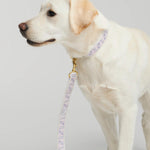 Trove Adjustable Dog Leash in Lilac and Pink attached to a collar on a yellow Labrador