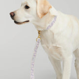 Trove Adjustable Dog Leash in Lilac and Pink attached to a collar on a yellow Labrador