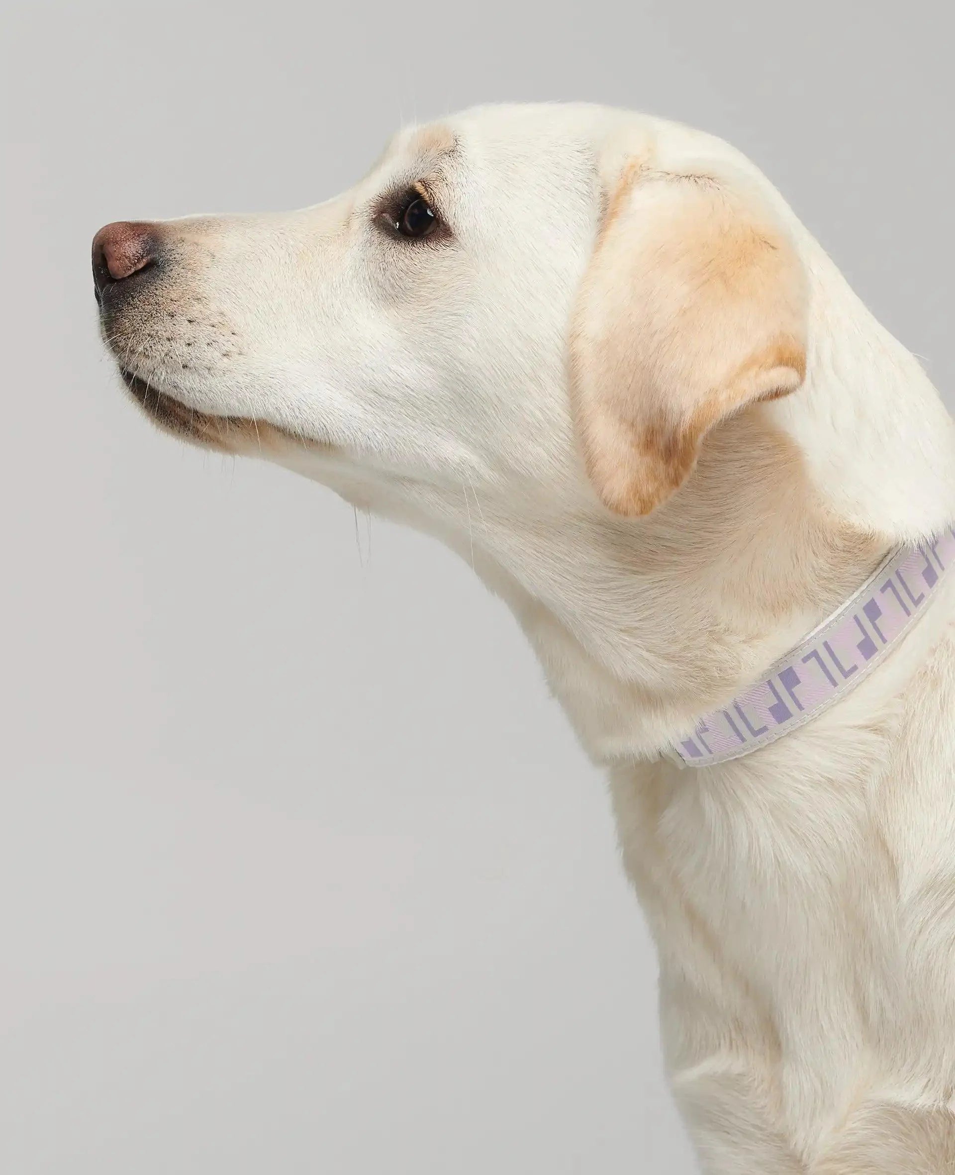 Lilac and Pink patterned dog collar, modelled on a yellow Labrador