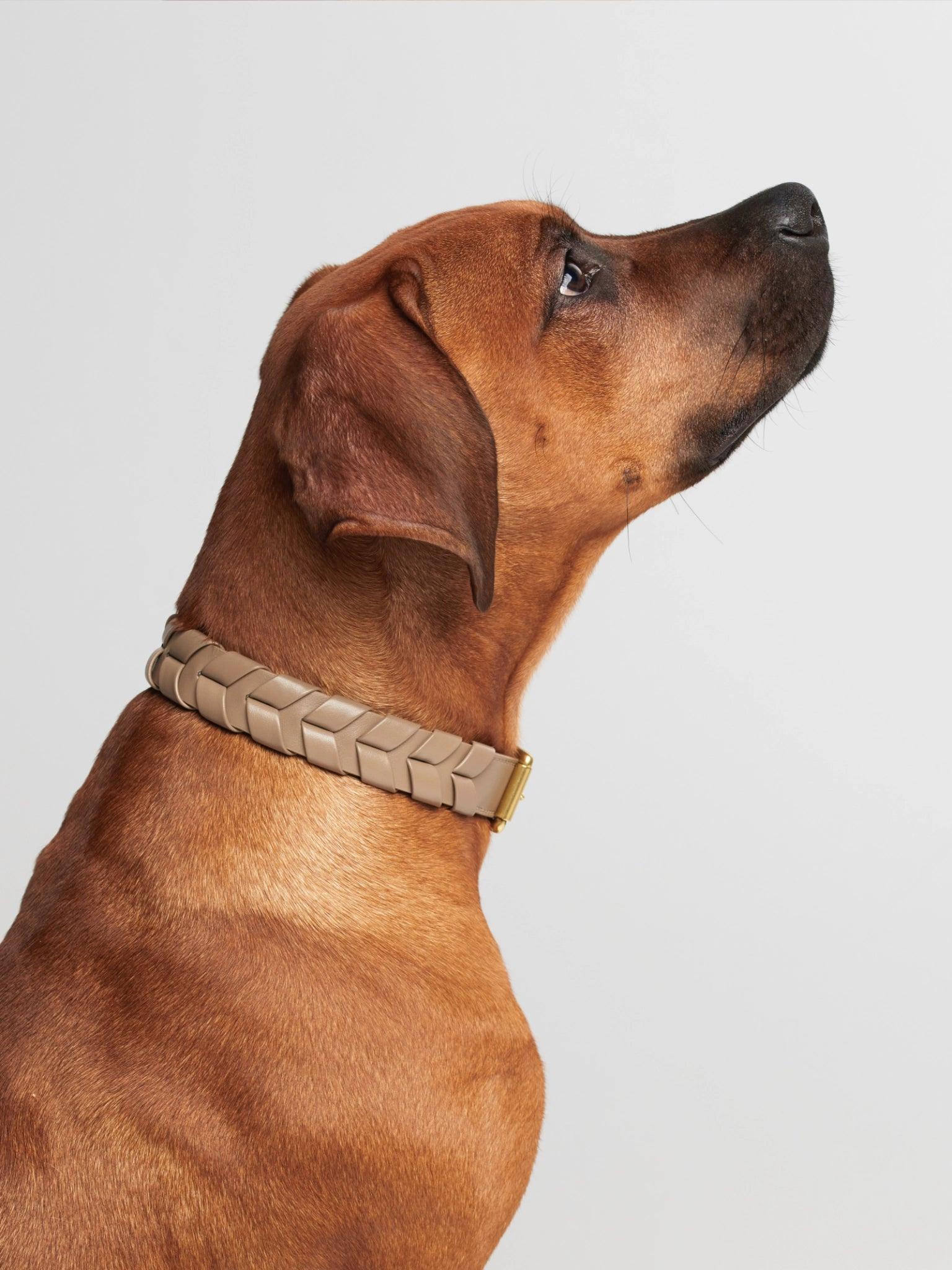 Mela Caspita Dog Collar- Taupe - By Scout