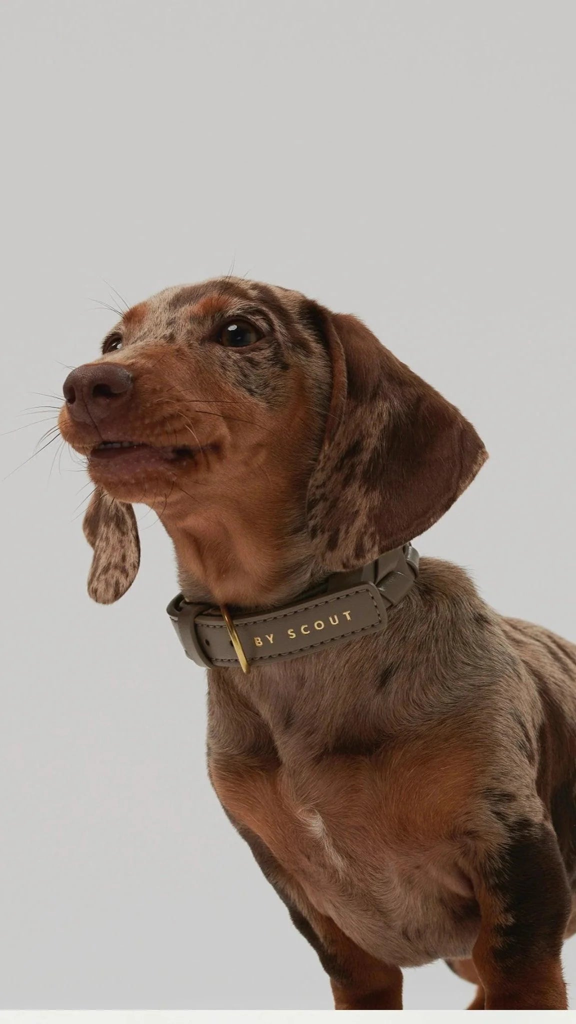 Mela Caspita Dog Collar- Taupe - By Scout