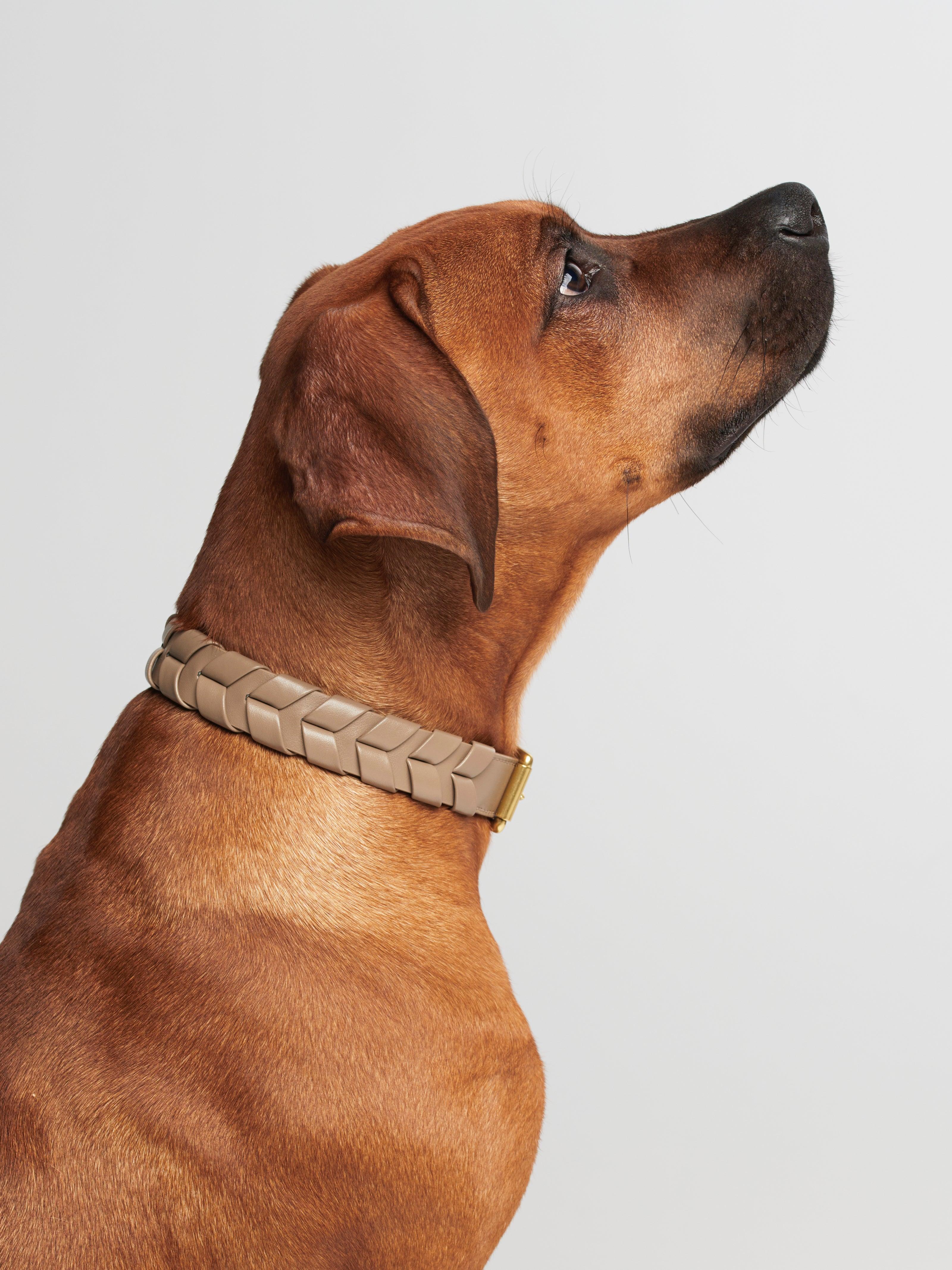 Mela Caspita Dog Collar - Taupe - By Scout