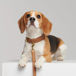 Mela Basic Adjustable Dog Leash - Cognac - By Scout