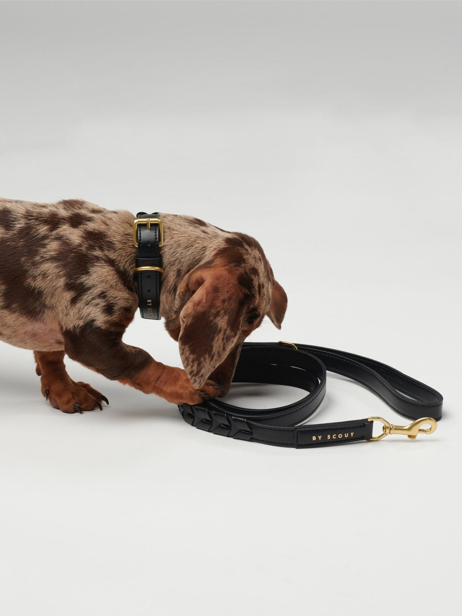 Mela Caspita Dog Leash - Black - By Scout