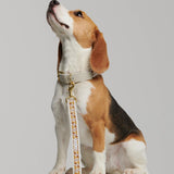 Trove Golden Brown graphic pattern dog leash, attached by brass hardware clasp to matching collar