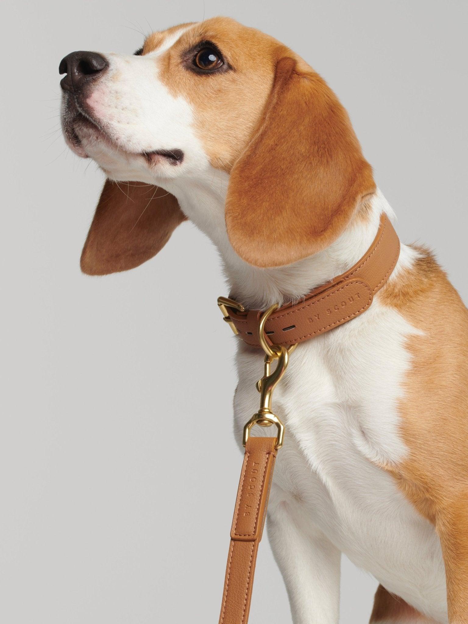 Mela Basic Dog Collar and Leash - Cognac - By Scout