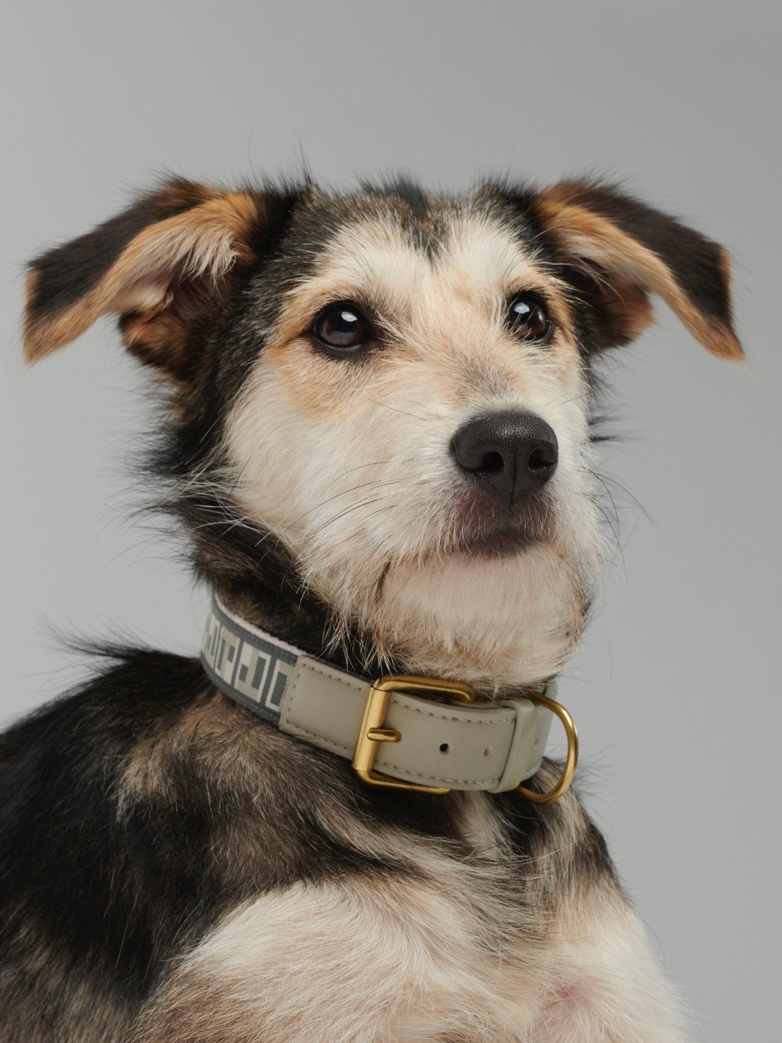 Trove Dog Collar in a graphic cool Greys worn on a dog - By Scout
