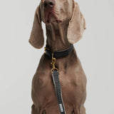 Chef L' Bark Adjustable Dog Leash - Black - By Scout
