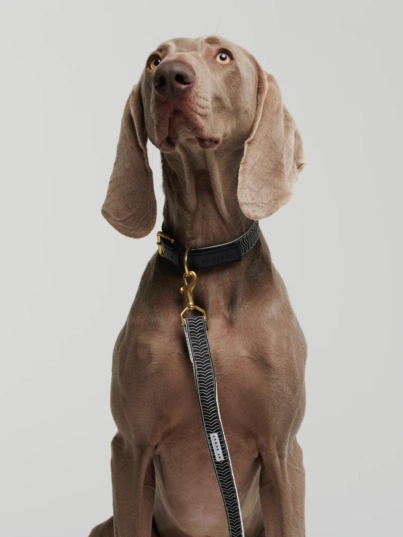 Chef L' Bark Adjustable Dog Leash - Black - By Scout