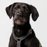 Chef L'Bark Dog Harness in Black - By Scout