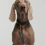 Chef L'Bark Dog Leash - Black - By Scout