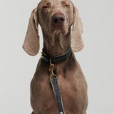 Chef L'Bark Dog Leash - Black - By Scout