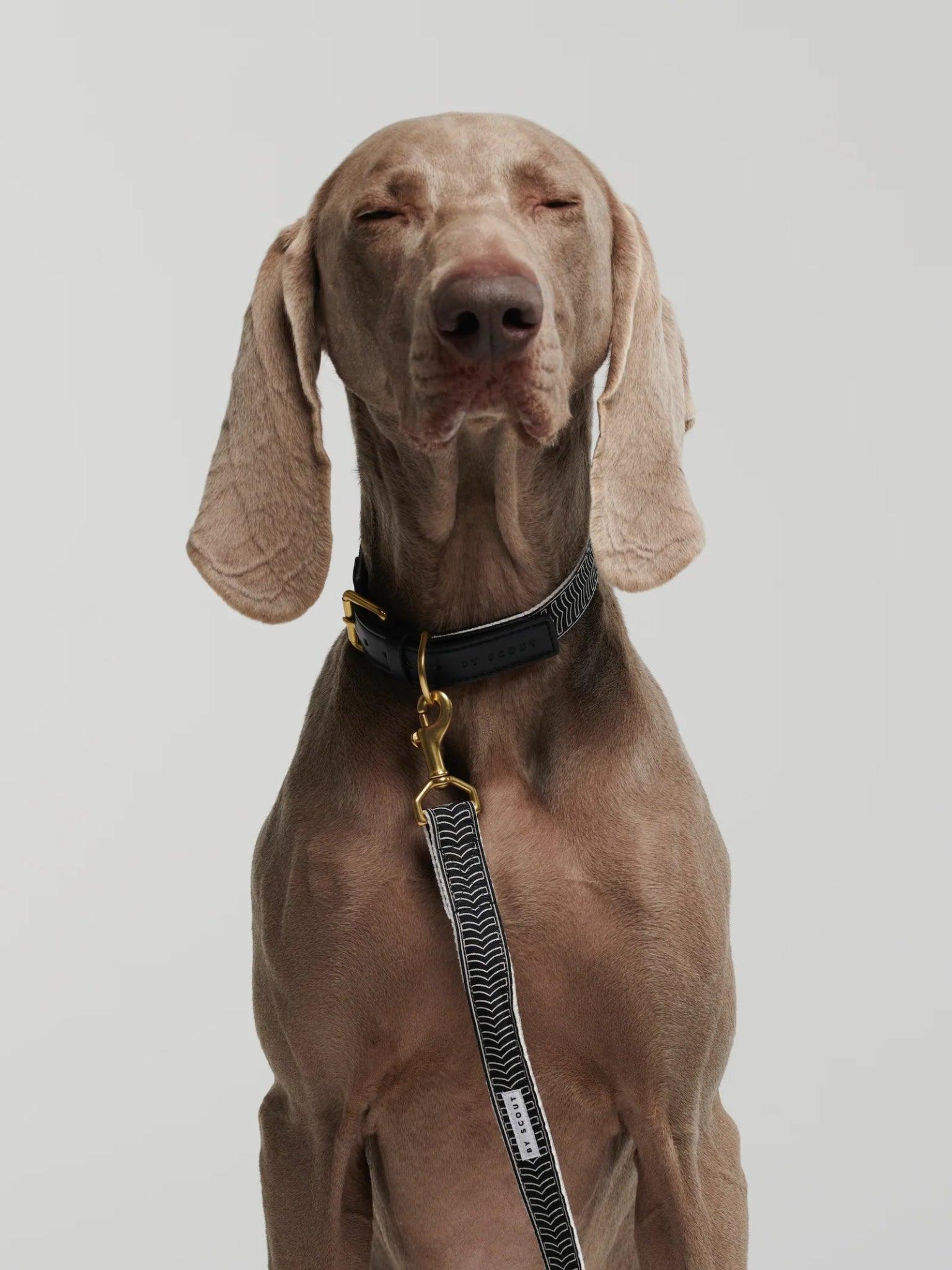 Chef L'Bark Dog Leash - Black - By Scout