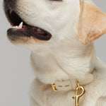 Mela Basic Dog Leash - Cream - By Scout