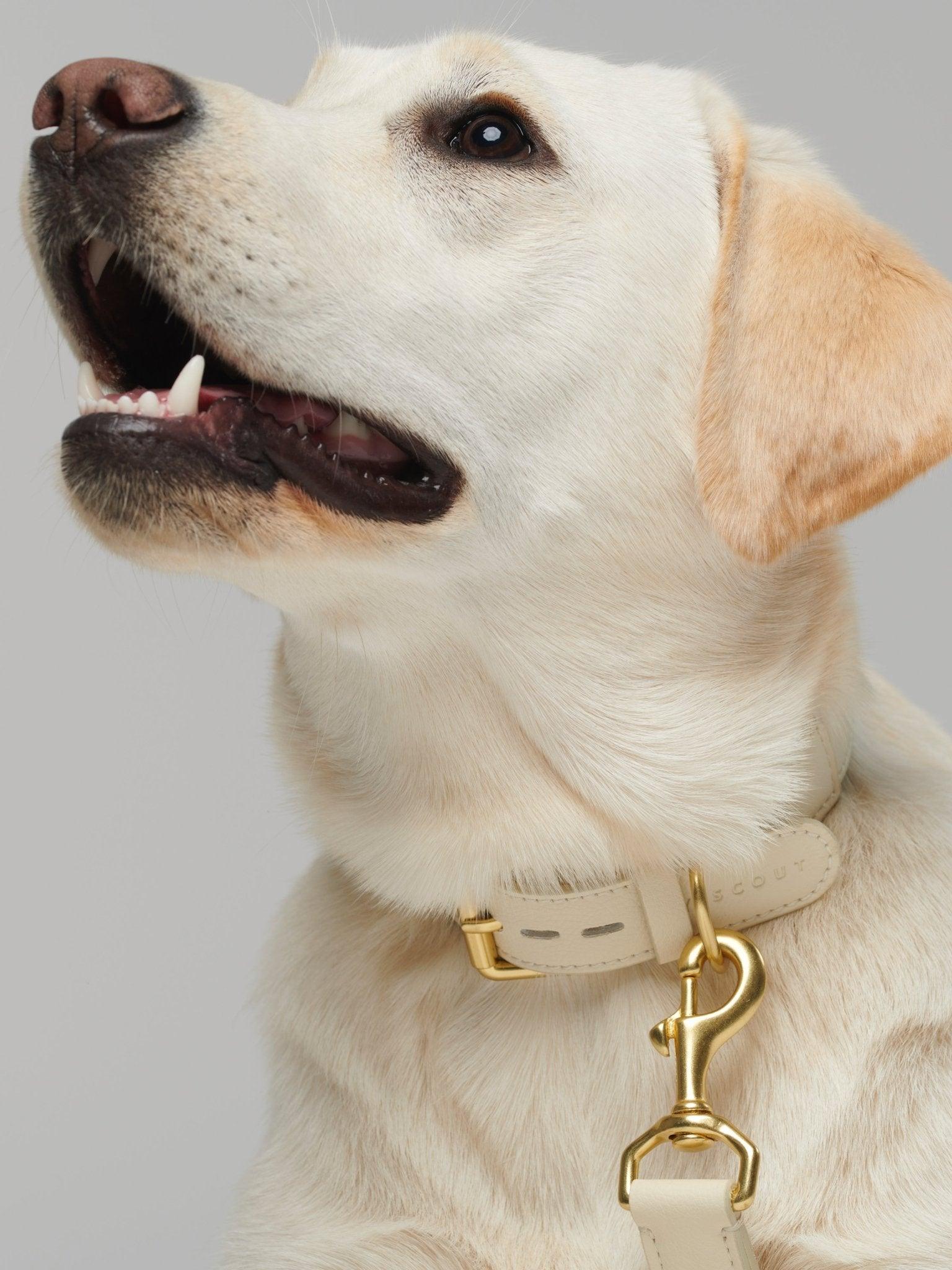 Mela Basic Dog Leash - Cream - By Scout