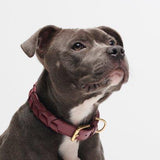 Mela Caspita Dog Collar - Burgundy - By Scout