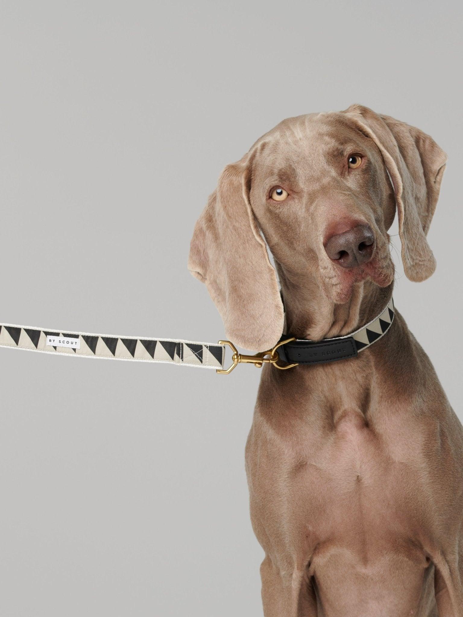 Nice Grill Adjustable Dog Leash - Black - By Scout