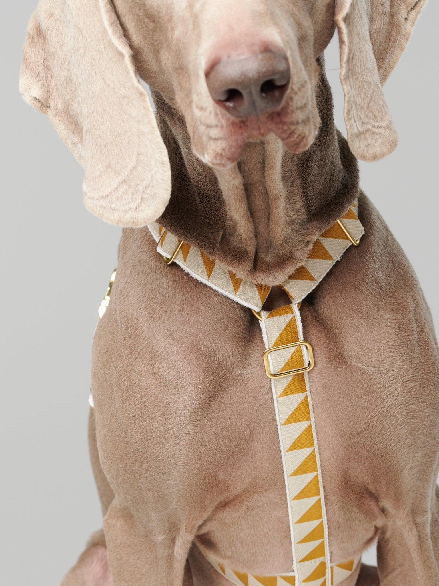 Nice Grill Dog Harness in caramel - By Scout