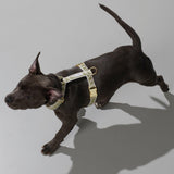 Nice Grill Dog Harness on a dog - Sage - By Scout