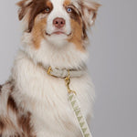 Nice Grill Dog Leash attached to matching collar, with solid brass hardware clasp - Sage - By Scout