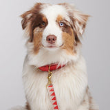 Nice Grill Dog Leash and matching collar, modelled on dog - Red - By Scout