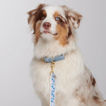 Trove Adjustable Dog Leash on tri-coloured dog - Blue - By Scout
