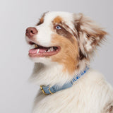 Trove Dog Collar in blue worn on a tri-coloured dog - By Scout