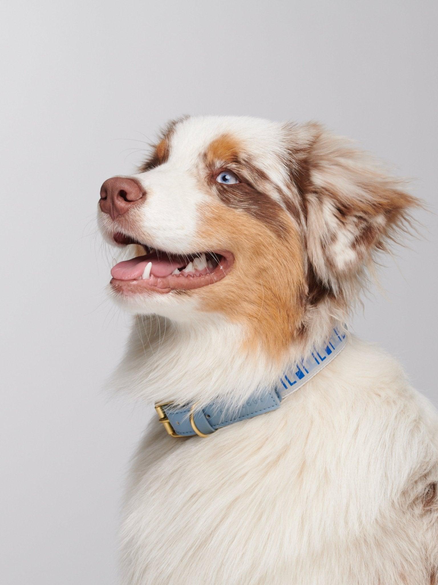 Trove Dog Collar in blue worn on a tri-coloured dog - By Scout