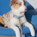 Trove Dog Collar - Blues - By Scout