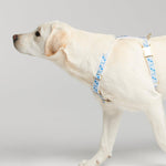 Trove Dog Harness in Blues, worn on a dog