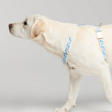 Trove Dog Harness in Blues, worn on a dog