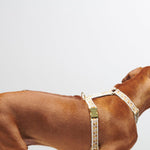 Trove Dog Harness in Golden Brown pattern, modelled on ginger dog- By Scout