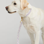Trove Dog Leash in lilac and pinks - By Scout