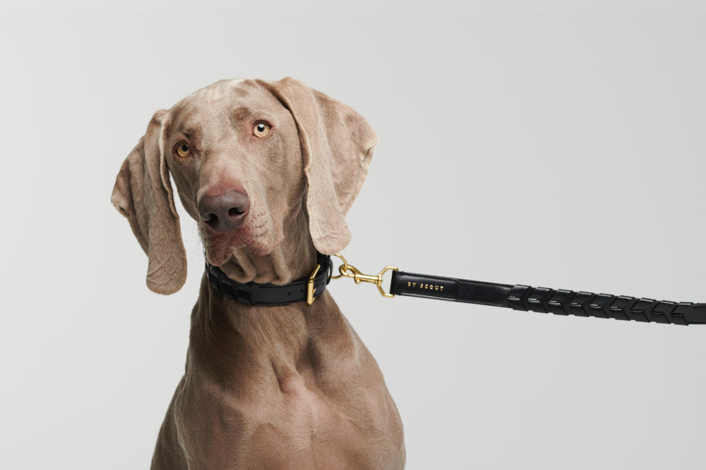 Leashes