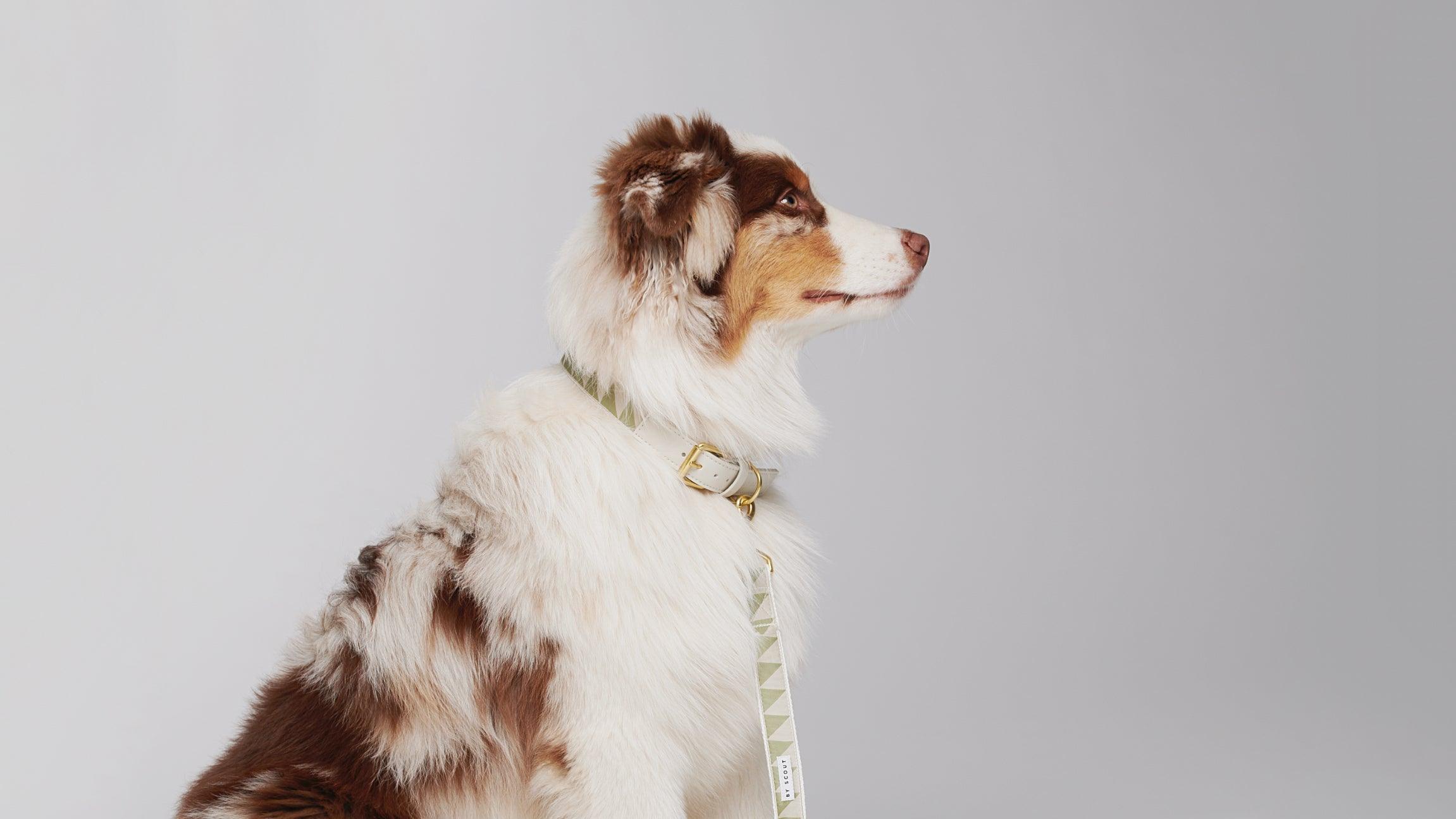 Webbing Leashes