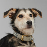 Dog Lead Trove Blues Standard