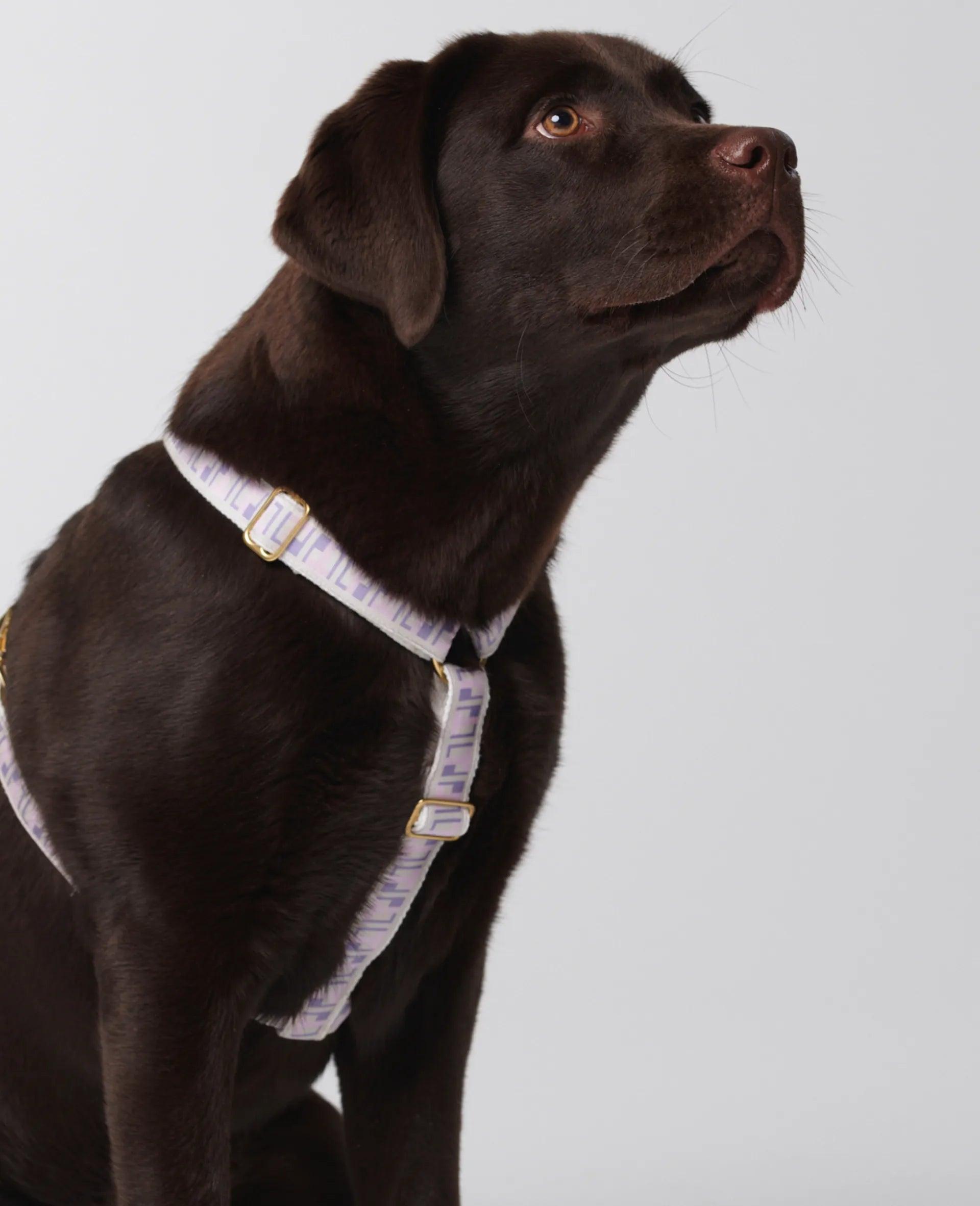 Trove Dog Harness in lilac and pink, worn by a brown labrador