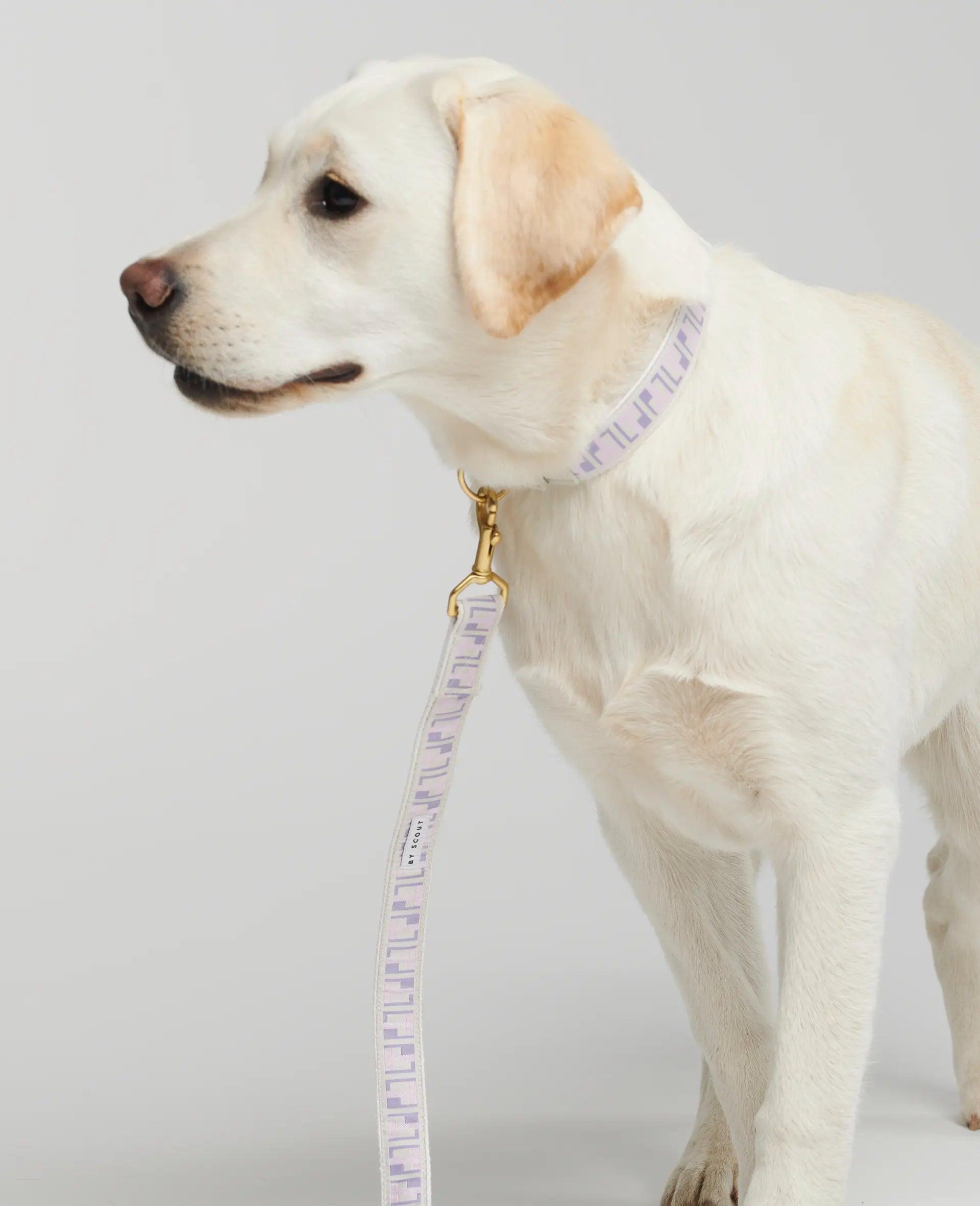 Trove Adjustable Dog Leash in Lilac and Pink attached to a collar on a yellow Labrador