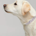 Lilac and Pink patterned dog collar, modelled on a yellow Labrador