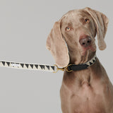 Nice Grill Dog Collar in Black