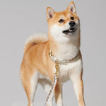 Dog Collar and leash in golden brown, worn on dog looking at camera
