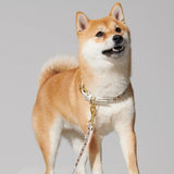 Dog Collar and leash in golden brown, worn on dog looking at camera