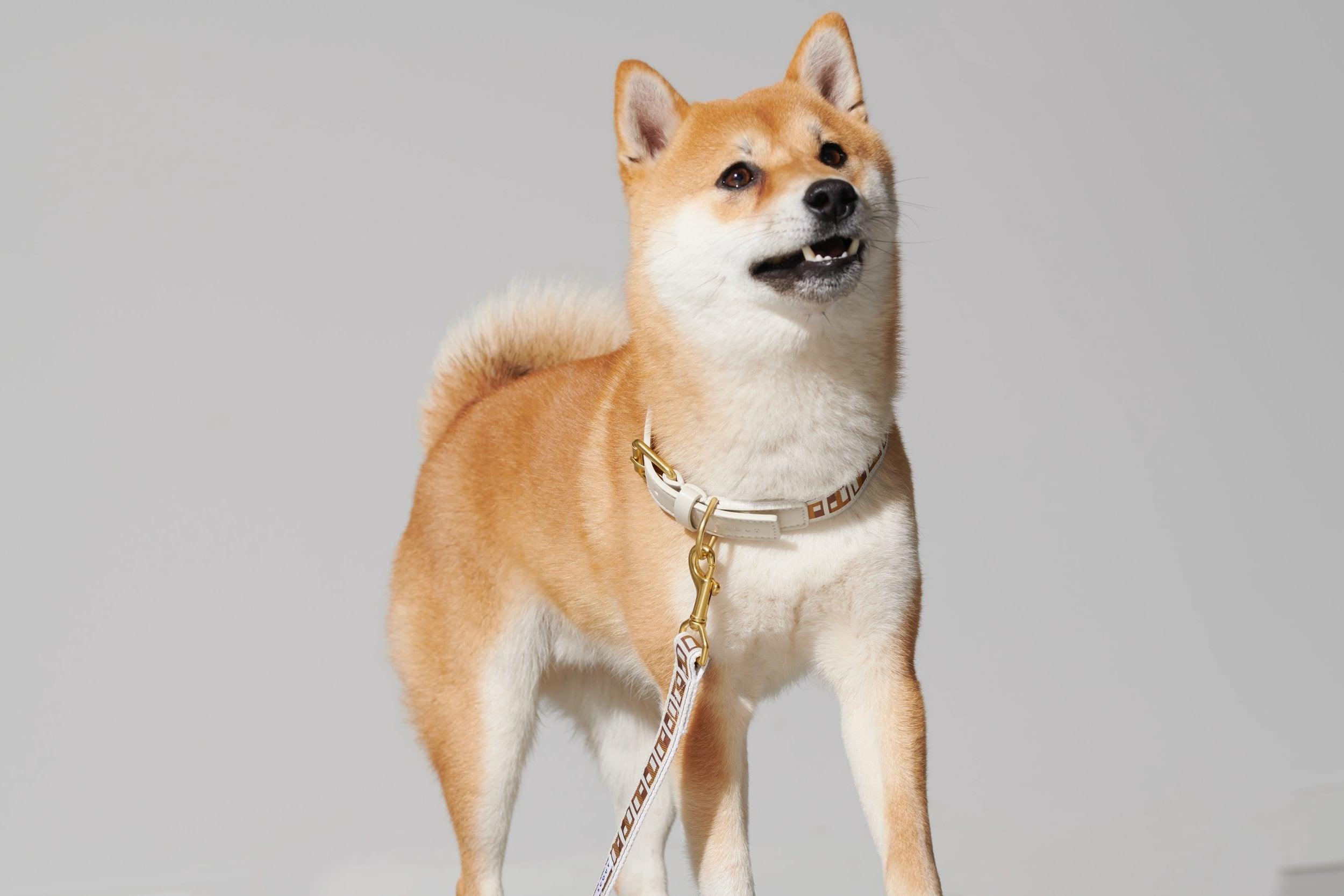 Dog Collar and leash in golden brown, worn on dog looking at camera