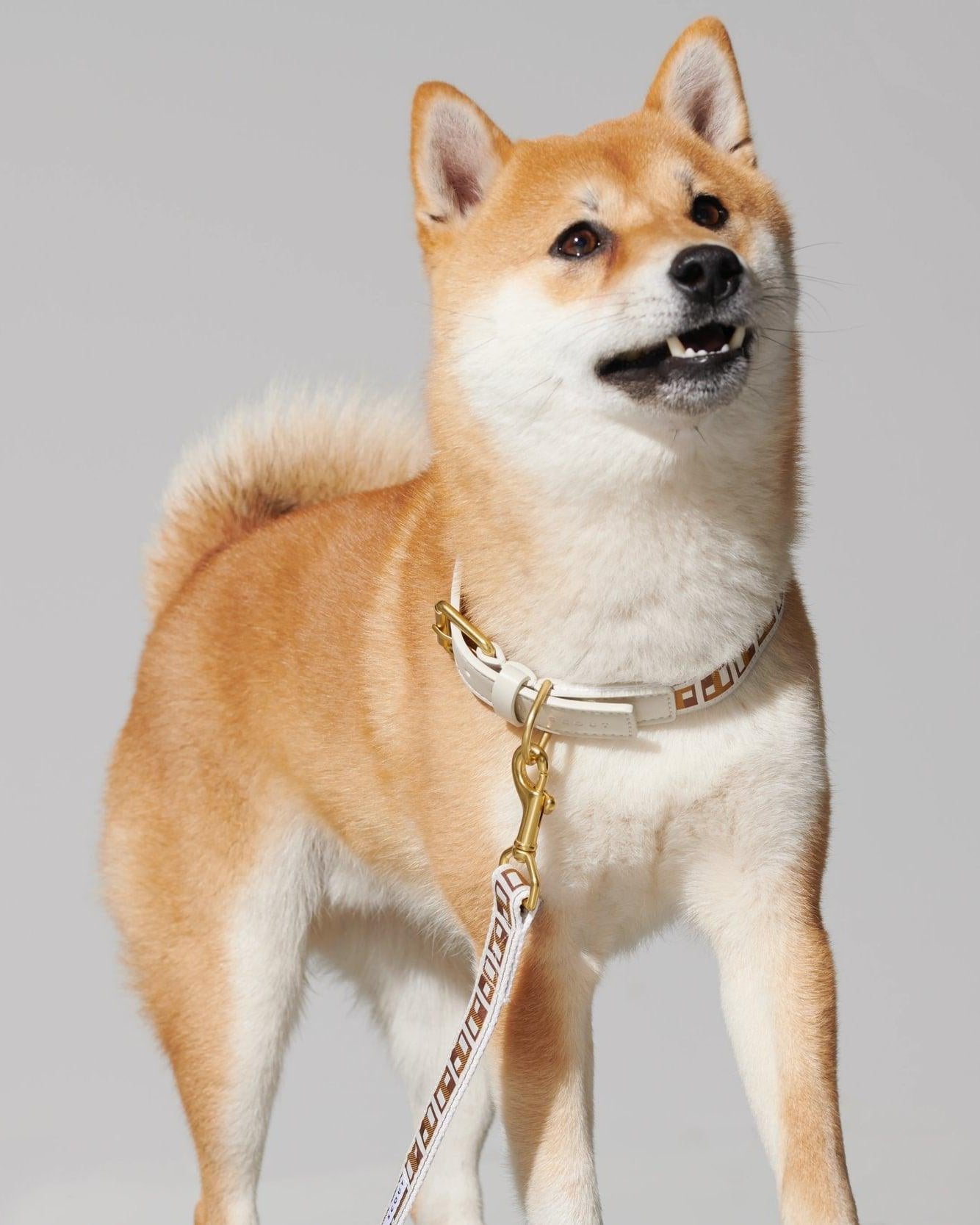 Dog Collar and leash in golden brown, worn on dog looking at camera